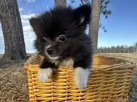 Blake, a male Pomeranian for sale in Athens, WI – Photo 5 of 10