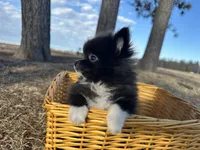 Blake, a male Pomeranian for sale in Athens, WI – Photo 3 of 10