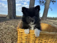 Blake, a male Pomeranian for sale in Athens, WI – Photo 2 of 10