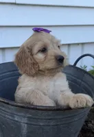 Carrie, a female Cockapoo for sale in Athens, WI – 2 of 10