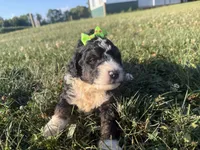 Stormy, a female Bernedoodle for sale in Athens, WI – 9 of 10