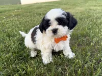 Donnie, a male Bichon Frise and Shih Tzu for sale in Athens, WI – 6 of 10