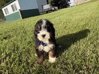 Tango, a male Bernedoodle for sale in Athens, WI – 4 of 10