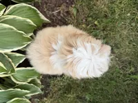 Carson, a male Maltipoo for sale in Athens, WI – 3 of 10