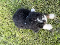 Turbo, a male Bernedoodle for sale in Athens, WI – 4 of 10