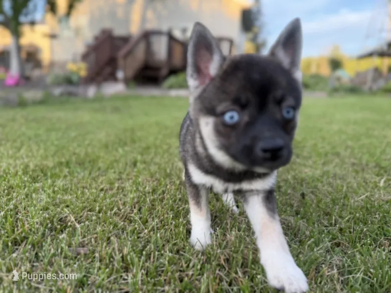 Vivian – Pomsky puppy for sale in Athens, WI