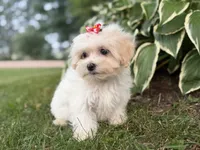 Carrie, a female Maltipoo for sale in Athens, WI – 3 of 10
