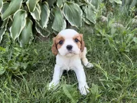 AKC Beatrice, a female Cavalier King Charles Spaniel for sale in Athens, WI – 10 of 10