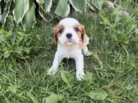 AKC Beatrice, a female Cavalier King Charles Spaniel for sale in Athens, WI – 2 of 10
