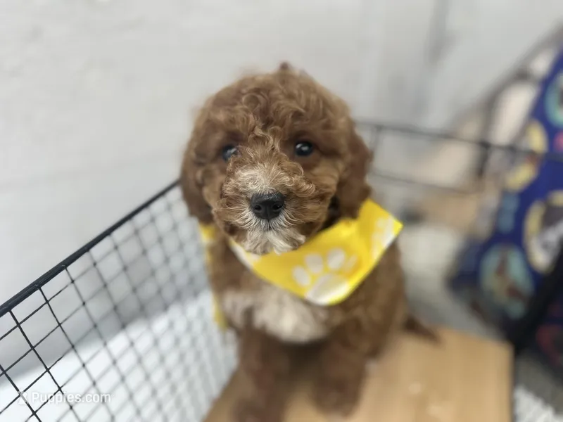 Brett – Cavapoo puppy for sale in Athens, WI