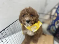 Brett, a male Cavapoo for sale in Athens, WI – Photo 1 of 10