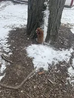 Brett, a male Cavapoo for sale in Athens, WI – Photo 10 of 10