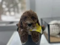 Brett, a male Cavapoo for sale in Athens, WI – Photo 2 of 10