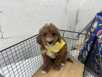 Brett, a male Cavapoo for sale in Athens, WI – Photo 6 of 10