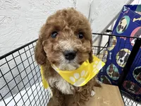 Brett, a male Cavapoo for sale in Athens, WI – Photo 9 of 10