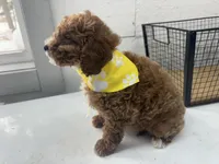 Brett, a male Cavapoo for sale in Athens, WI – Photo 4 of 10