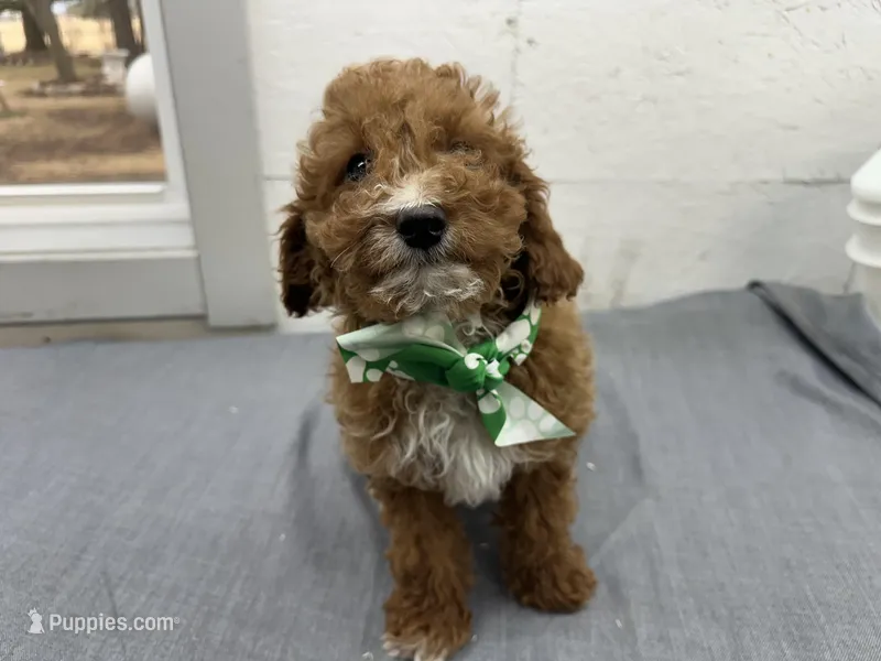 Brett – Cavapoo puppy for sale in Athens, WI