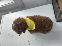 Brett, a male Cavapoo for sale in Athens, WI – Photo 8 of 10