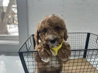 Brett, a male Cavapoo for sale in Athens, WI – Photo 7 of 10