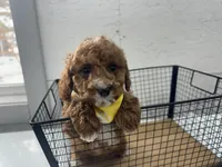 Brett, a male Cavapoo for sale in Athens, WI – Photo 5 of 10