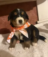 AKC Vada, a female Bernese Mountain Dog for sale in Athens, WI – 8 of 10