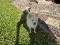 Alex, a male Pomimo for sale in Athens, WI – 7 of 10