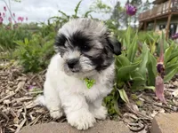 Logan, a male Poodle - Miniature  and Mal Shi for sale in Athens, WI – 4 of 10