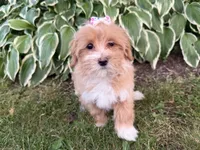 Carlee, a female Maltipoo for sale in Athens, WI – 5 of 9