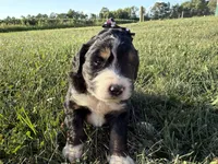 Summer, a female Bernedoodle for sale in Athens, WI – 9 of 10