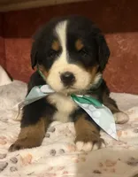 AKC Vance, a male Bernese Mountain Dog for sale in Athens, WI – 5 of 10