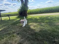 Janet, a female Bichon Frise and Shih Tzu for sale in Athens, WI – 2 of 10
