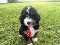 Stone, a male Bernedoodle for sale in Athens, WI – 7 of 10