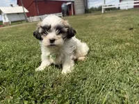 Whitey, a male Bichon Frise and Shih Tzu for sale in Athens, WI – 6 of 10