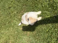 Buddy, a male Bichon Frise and Shih Tzu for sale in Athens, WI – 9 of 10