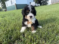 Turbo, a male Bernedoodle for sale in Athens, WI – 6 of 10