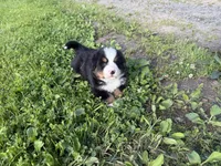 Gill, a male Bernese Mountain Dog for sale in Athens, WI – 10 of 10