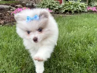 Harper, a female Pomeranian for sale in Athens, WI – 7 of 10