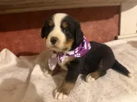 AKC Violet, a female Bernese Mountain Dog for sale in Athens, WI – 10 of 10