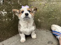 Sammy, a female Border Collie and Pembroke Welsh Corgi for sale in Athens, WI – Photo 5 of 10