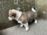 Sammy, a female Border Collie and Pembroke Welsh Corgi for sale in Athens, WI – Photo 4 of 10