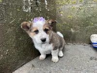 Sammy, a female Border Collie and Pembroke Welsh Corgi for sale in Athens, WI – Photo 8 of 10