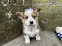 Sammy, a female Border Collie and Pembroke Welsh Corgi for sale in Athens, WI – Photo 6 of 10