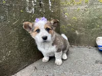 Sammy, a female Border Collie and Pembroke Welsh Corgi for sale in Athens, WI – Photo 9 of 10