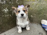 Sammy, a female Border Collie and Pembroke Welsh Corgi for sale in Athens, WI – Photo 1 of 10