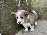 Sammy, a female Border Collie and Pembroke Welsh Corgi for sale in Athens, WI – Photo 7 of 10