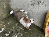 Sammy, a female Border Collie and Pembroke Welsh Corgi for sale in Athens, WI – Photo 10 of 10