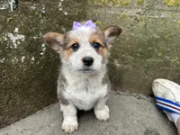 Sammy, a female Border Collie and Pembroke Welsh Corgi for sale in Athens, WI – Photo 2 of 10
