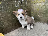 Sammy, a female Border Collie and Pembroke Welsh Corgi for sale in Athens, WI – Photo 3 of 10