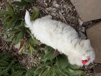 Lexi, a female Poodle - Miniature  and Mal Shi for sale in Athens, WI – 9 of 10