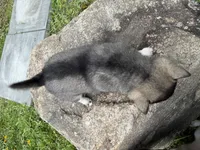 Vivian, a female Pomsky for sale in Athens, WI – 9 of 9
